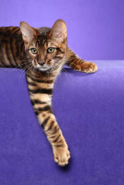 DesignerStripes Toyger Breeder Illinois Cats Kittens