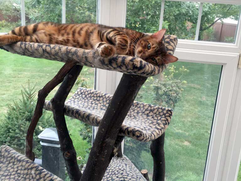 DesignerStripes Toyger Breeder Illinois Cats Kittens