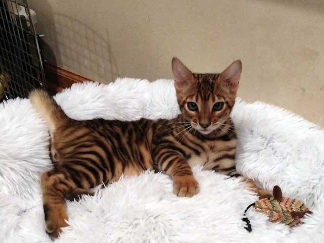 Designer Stripes Kittens in Their New Homes