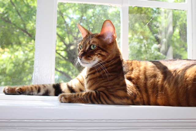Designer Stripes Kittens in Their New Homes