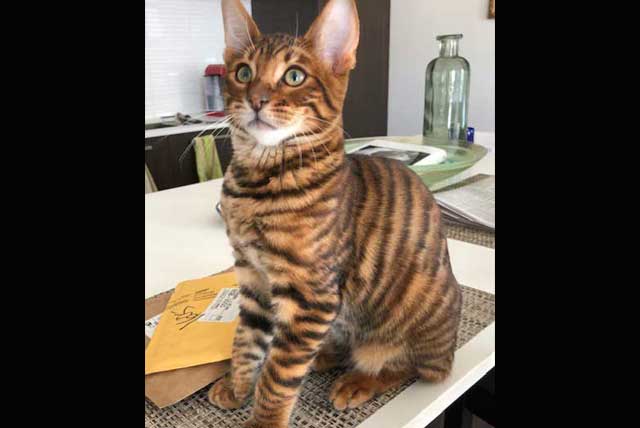 Designer Stripes Kittens in Their New Homes