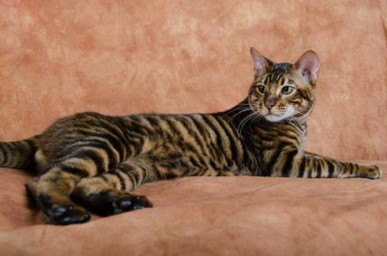 DesignerStripes Toyger Breeder Illinois Cats Kittens