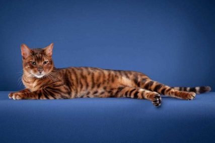 DesignerStripes Toyger Breeder Illinois Cats Kittens