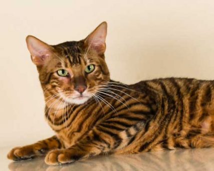 DesignerStripes Toyger Breeder Illinois Cats Kittens