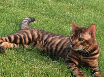 DesignerStripes Toyger Breeder Illinois