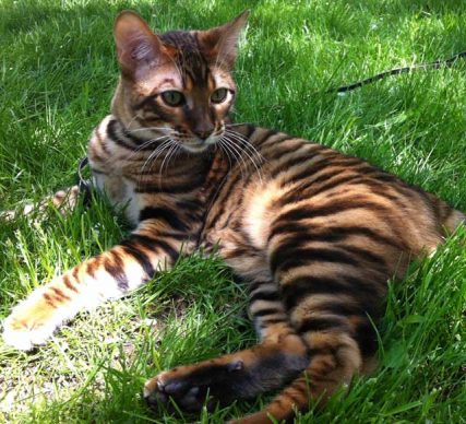 DesignerStripes Toyger Breeder Illinois