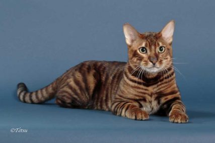 DesignerStripes Toyger Breeder Illinois Cats Kittens