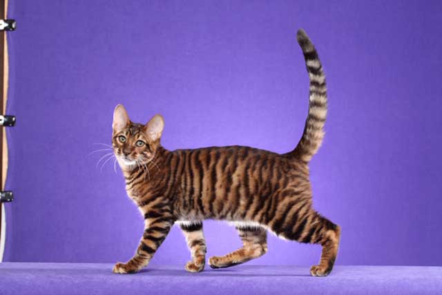 DesignerStripes Toyger Champion