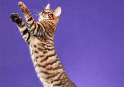 DesignerStripes Toyger Champion