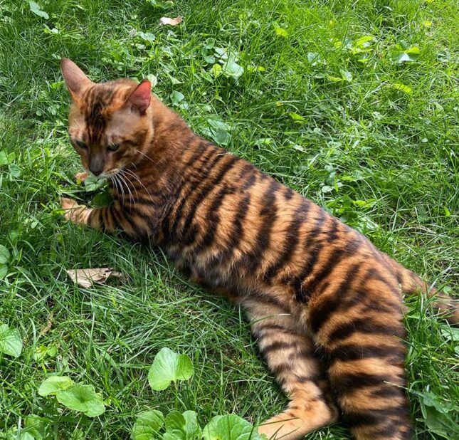 Designer Stripes Toygers Kittens