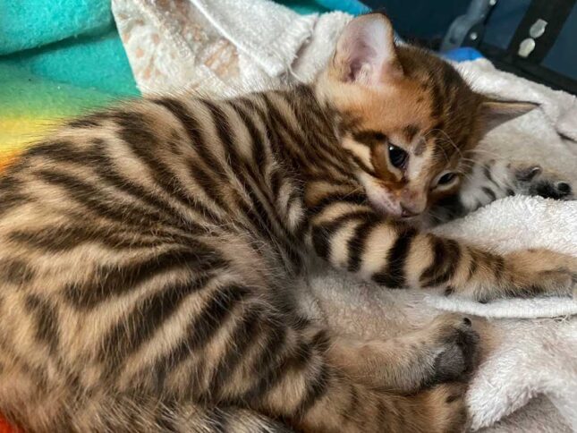 Designer Stripes Toygers Kittens